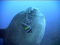 Mola Mola Sunfish in Bali, Indonesia