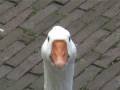 videos de Toelietoesh - Feed the Goose