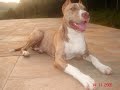 Luna Spa Dog Company Luna Spa Dog Company