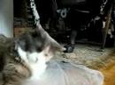 Macrina - Scratching