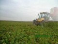 Arrachage des betteraves 2007 006