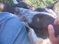 From Pasture to Cave: the Making of Cheese