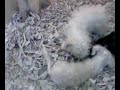 fighting puppies  xP