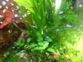 Aquascape tank