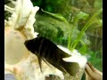 BLACK CALVUS PEARL CONGO F0 (Wild Black Calvus)
