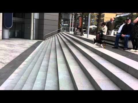 O cão que brinca sozinho