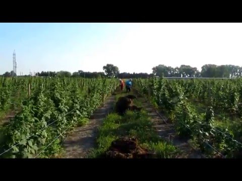 how to fertilize raspberries organically