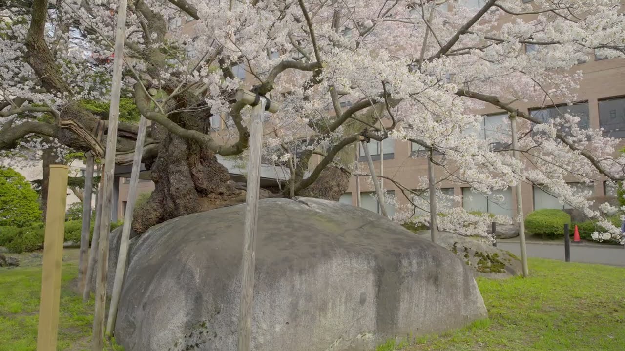 Ishiwarizakura (Rock-Splitting Cherry Tree)