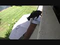 Parkour Kitty