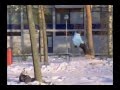 StepChild Snowboards - Risto Ruokola