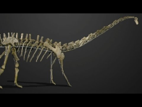 Buy a huge Diplodocus dinosaur for £600,000