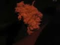 When The Blob Attacks