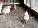 These chickens are in puberty. They're 13 weeks old. The white ones are roosters, the brown ones hens.