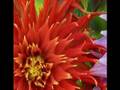 Il etait une fois une fleur...Vol2