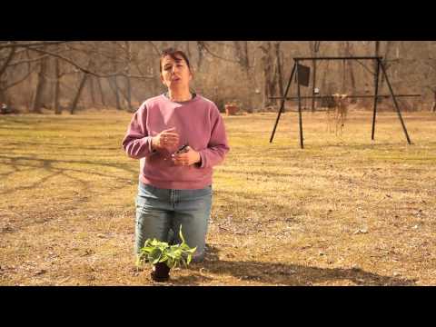 how to plant a split leaf philodendron