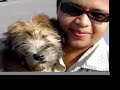 Zinn a Fine Wheaten Terrier Puppy