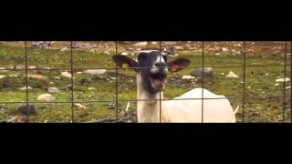 Taylor Swift – I Knew You Were A Troubled Goat