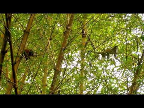 Video of Finca Amanecer