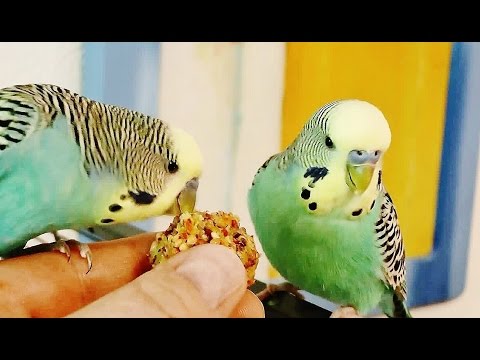 Wellensittich Pralinen selber backen | DIY | zum Knabbern | MegaByteFresh |