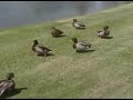 Cosby Ducks