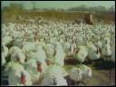 Tewes Farm DIVX.divx Tewes Farm DIVX.divx