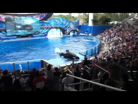 killer whale