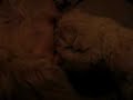 ICE (westie) breast feeding her puppy