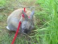 Bunny Adventures at the Summer Cottage