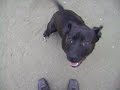 pitbull