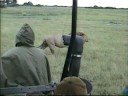 Lazy lions in Botswana Lazy lions in Botswana