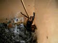 Pterinochilus murinus.