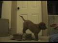 Vito the toller puppy tricks at 9 weeks
