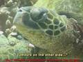 FIBROPAPILLOMA tumors in a Hawaiian Hawksbill/Hawaiian Green