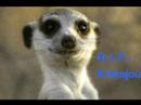 Tribute to Kinkajou,Mozart and De La Soul