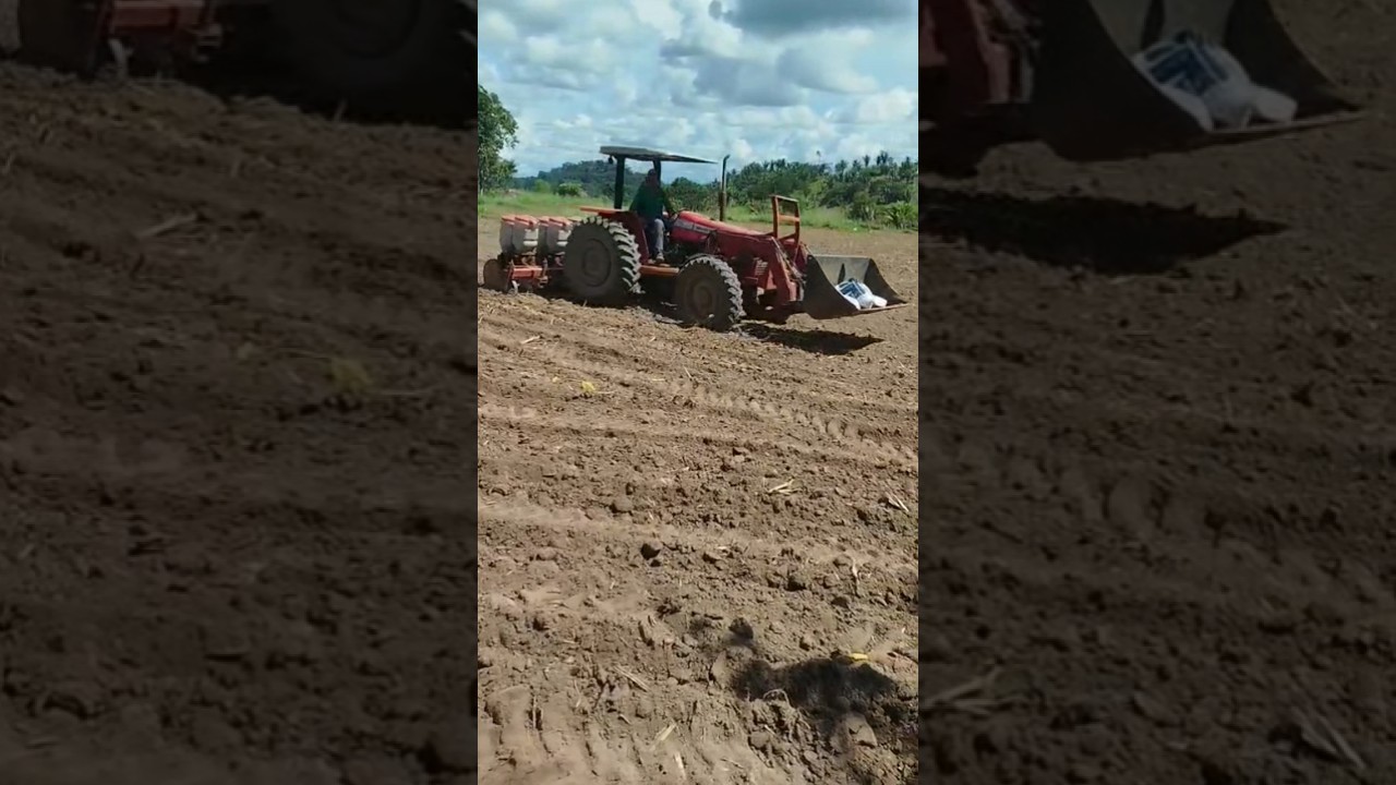 plantando o milho 🌽 // mazzey ferguson plantadeira plantadeira werner