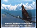 EL AGUILA EL AGUILA
