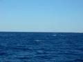 Whale watching Perth