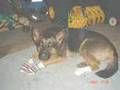 berger allemand
