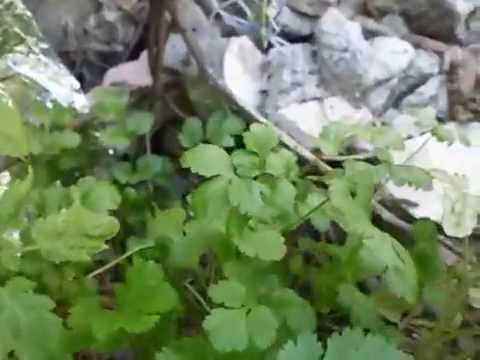 how to transplant culantro