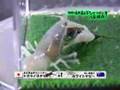 lobster vs bettle