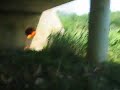 the southwest missouri lighter fluid incident
