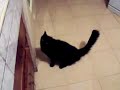 Gato chistoso atunero