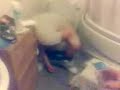 dave on the bog