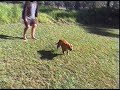 Staffordshire Bull Terriers Staffordshire Bull Terriers