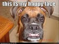 vERY fUNNY dOGS 15