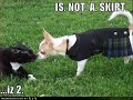 vERY fUNNY dOGS 15