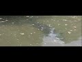 Sturgeon and Large trout