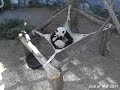 Lun Lun with Mei Lan in the hammock - 2.03.07 Lun Lun with Mei Lan in the hammock - 2.03.07
