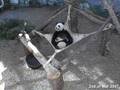 Lun Lun with Mei Lan in the hammock - 2.03.07