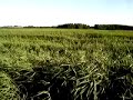 Reeds at Snape Maltings - TerraFolk